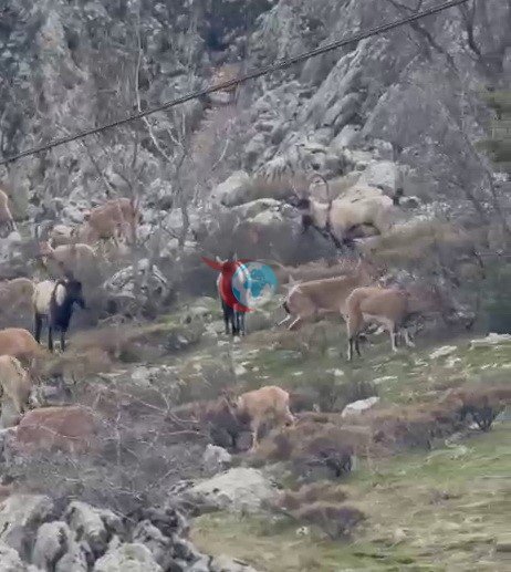 Sincik boğazına dağ keçileri indi