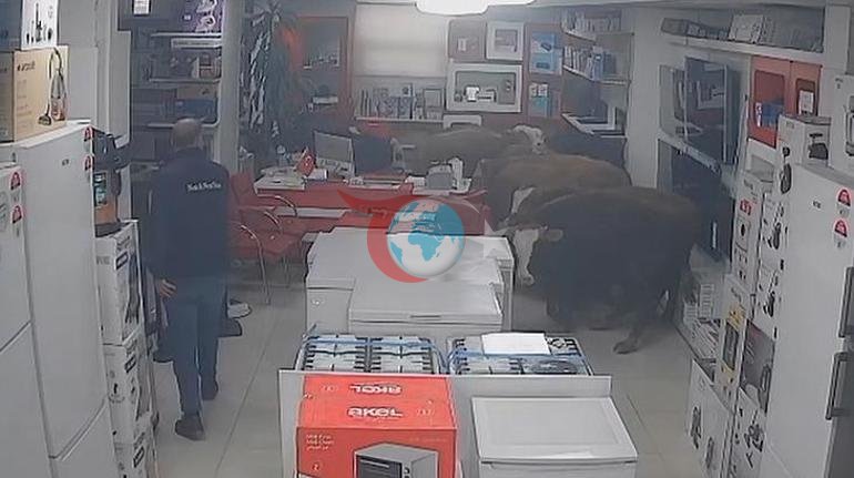 Batmanda 9 inek beyaz eลya maฤazasฤฑna girdi O anlar kamerada...