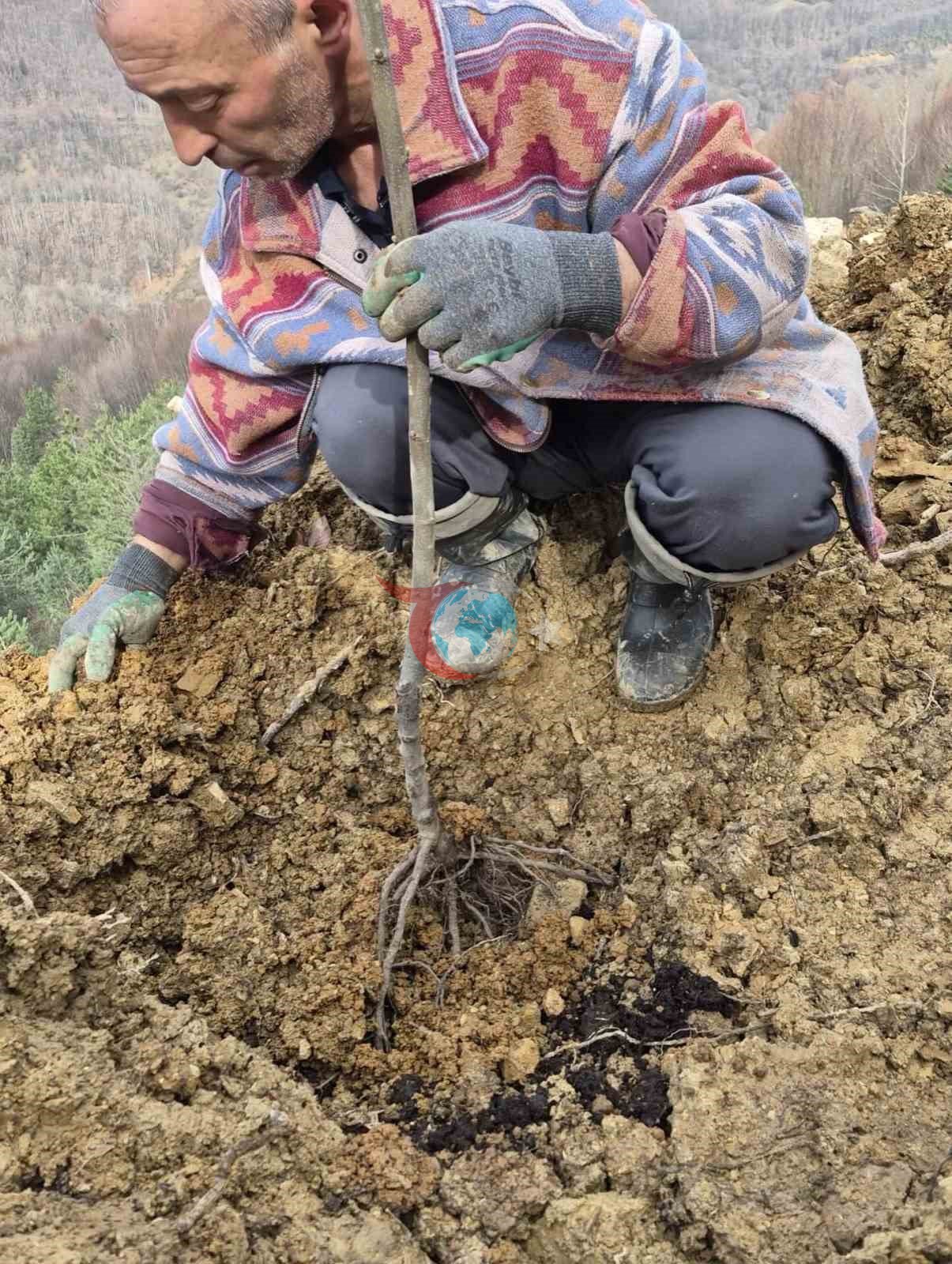 Kestane รผretimi arttฤฑrฤฑlacak