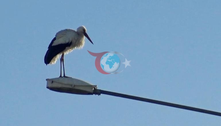 Yılın ilk leylekleri geldi Vatandaş şaşkın: Bu yıl biraz erken