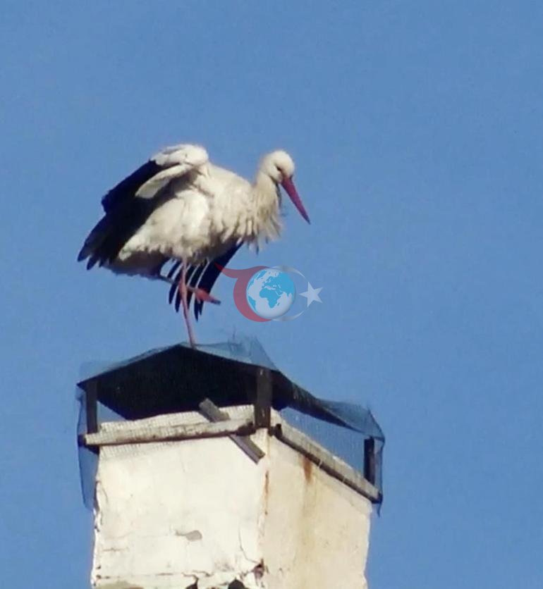 Yılın ilk leylekleri geldi Vatandaş şaşkın: Bu yıl biraz erken