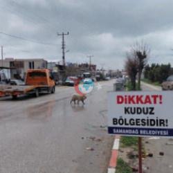 Hatay'da 4 mahalle kuduz nedeniyle karantinaya alındı