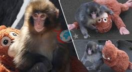 Dünya yavru maymun Punch'ın konuştu, oyuncağı yok sattı! 'Ona acımayın'