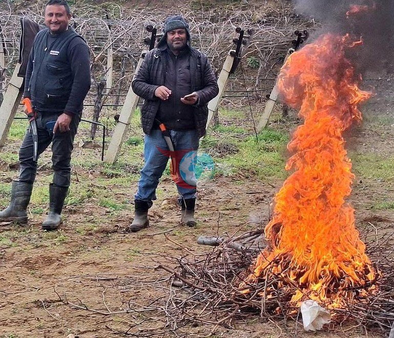Üzüm bağlarında zorlu budak mesaisi
