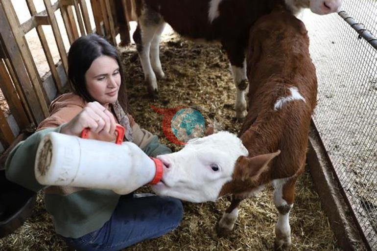 Sıra dışı yatırım: 2 senedir elime geçen her para ile inek, dana, koyun alıyorum