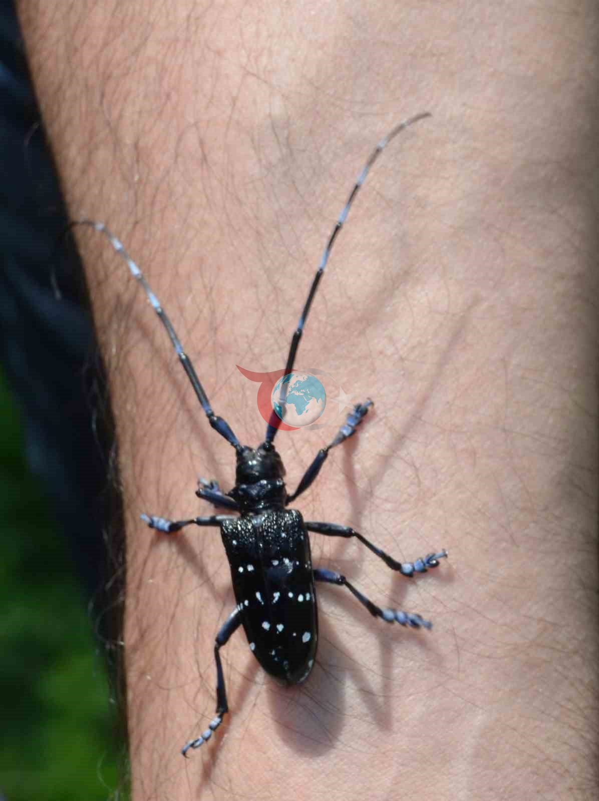 Doğu Karadeniz&rsquo;de üçlü istilacı tür tarımı tehdit ediyor