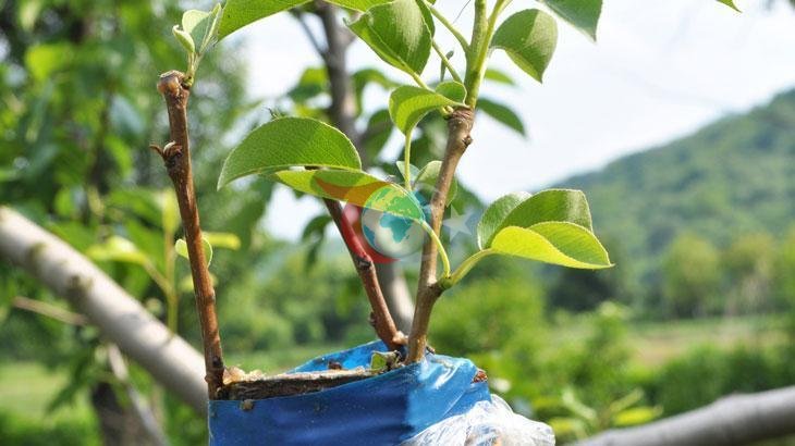 Şırnak'ta Çiftçilere Meyve Fidanı Desteği