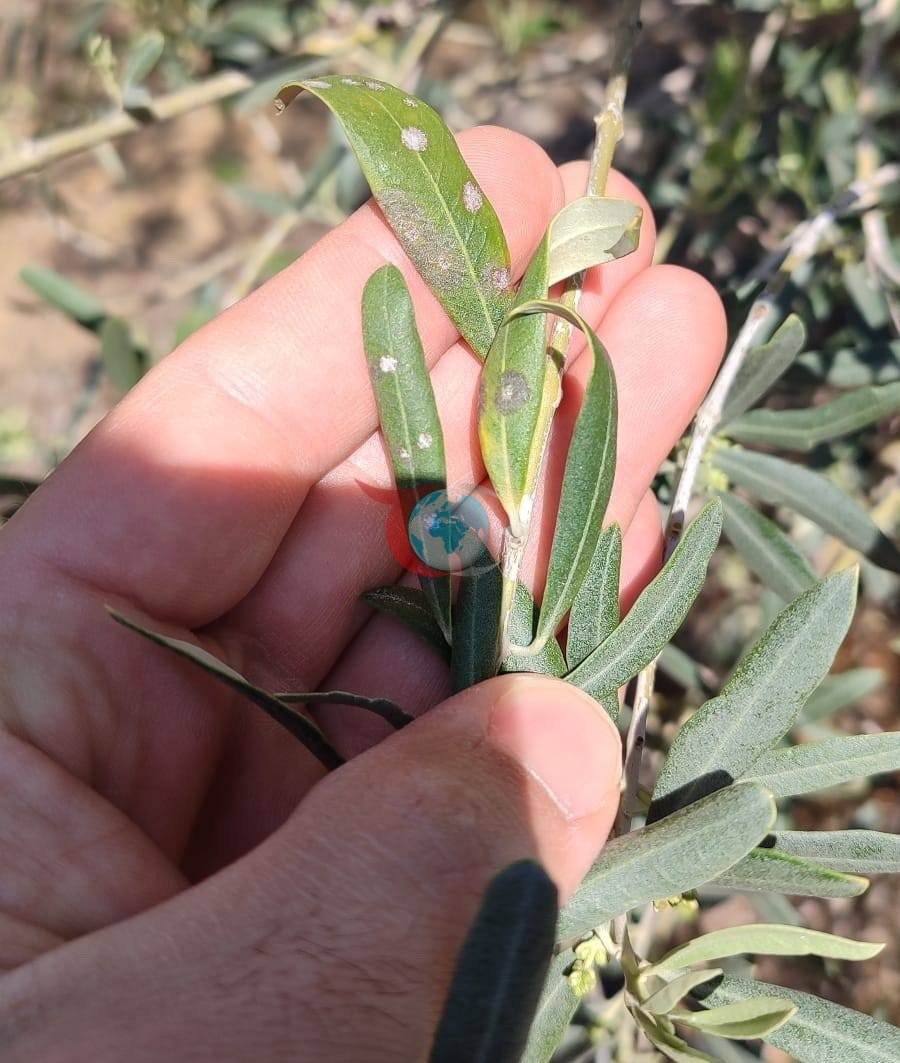 Saruhanlı&rsquo;da halkalı leke alarmı