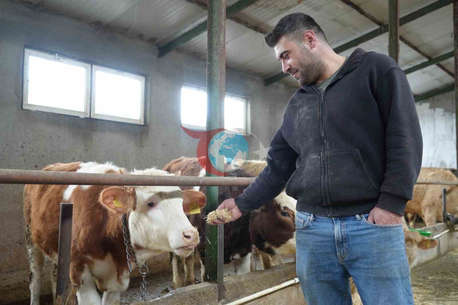 Yem desteği Bayburtlu çiftçinin yüzünü güldürdü: 