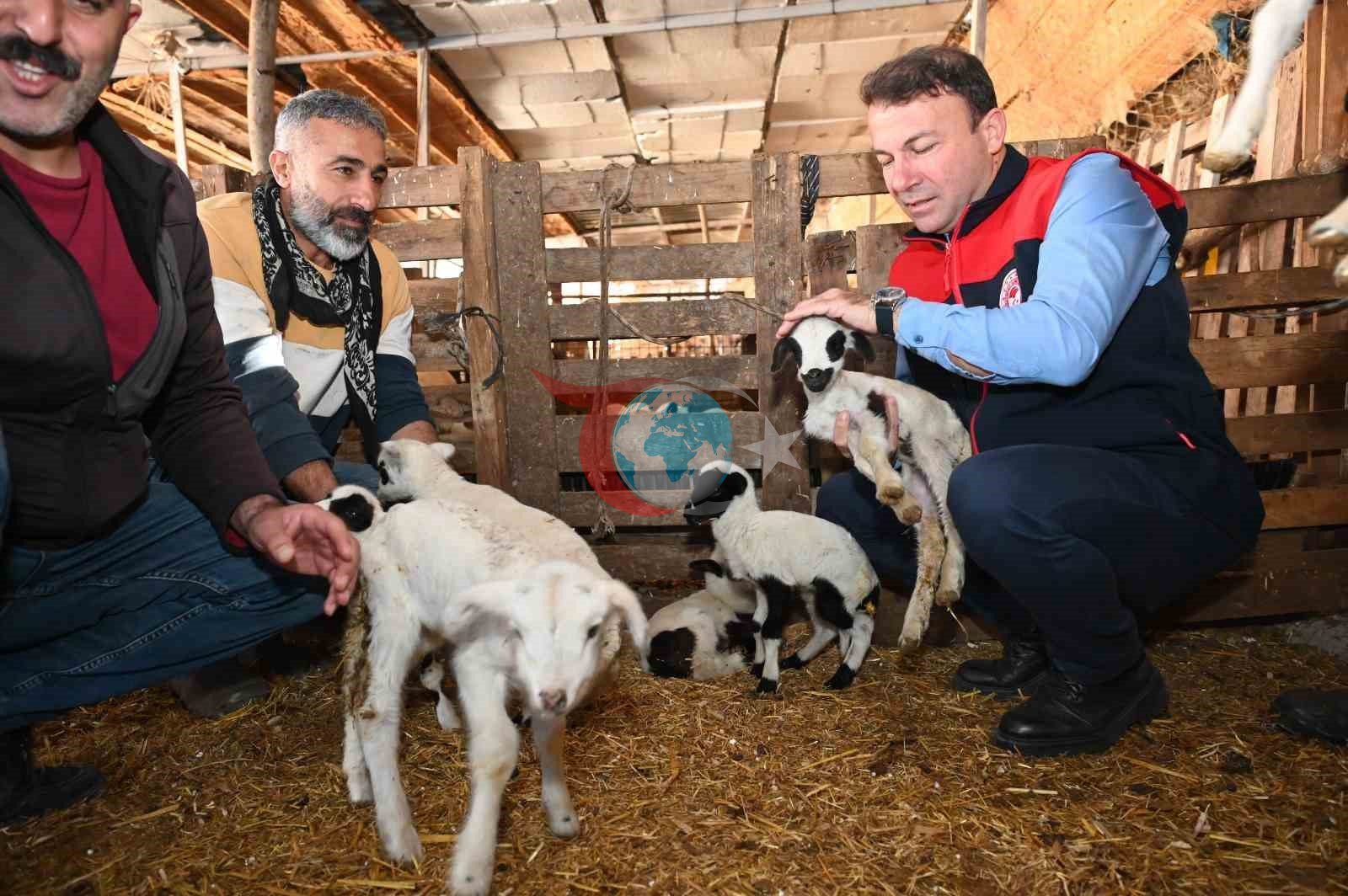 Tarım teşkilatı koyunu 9 doğuran besiciyi ziyaret etti