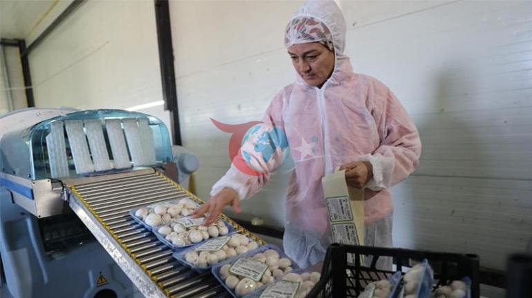 Devlet desteğiyle başladığı işte 60 ton üretim yapıyor: Bulunmaz bir nimet