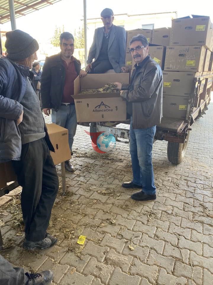 Karacasu&rsquo;da tütünler paketlenmeye başladı, üretici fiyatlardan dert yandı