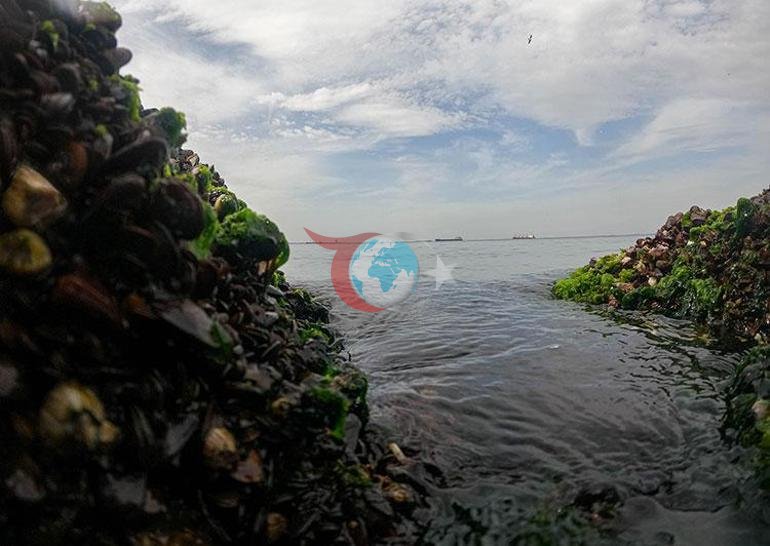 İzmir Körfezi’nde midyelerde hepatit A ve norovirüs iddiası Resmi açıklama geldi