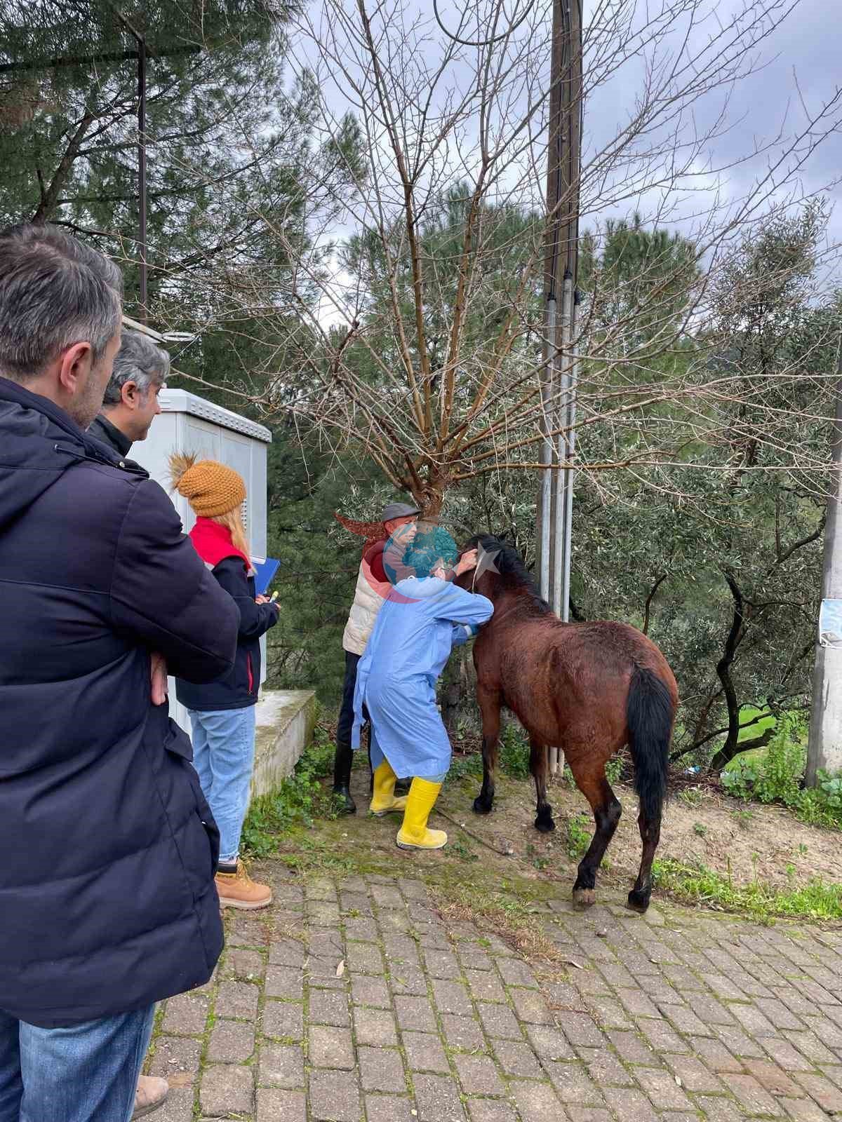 İncirliova’da Afrika At Vebası’na karşı çalışma başlatıldı