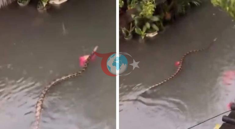 Turizm cennetinde korku dolu anlar Sel sularının arasında devasa yılan görüntülendi