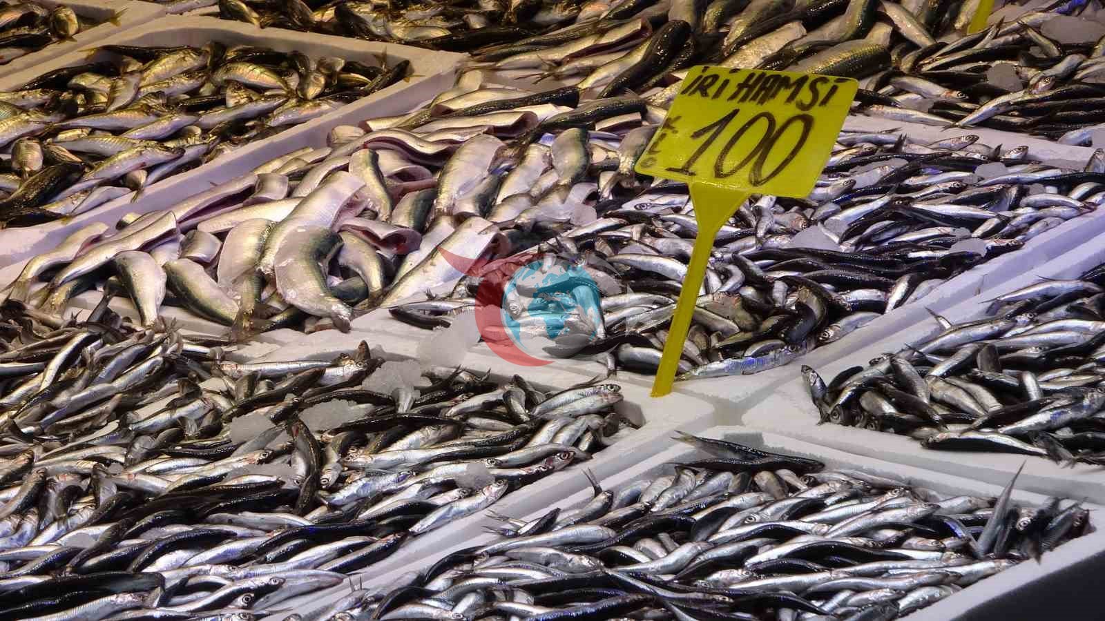 Son yฤฑllarฤฑn en uzun hamsi sezonu yaลanฤฑyor