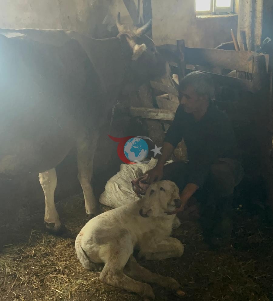 Erzurum’da çift başlı buzağı dünyaya geldi