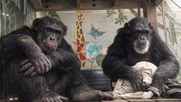'Konuşan şempanzeler' Tatu ve Loulis dilin tarihini baştan yazabilir! 'Sanılandan çok eski...'