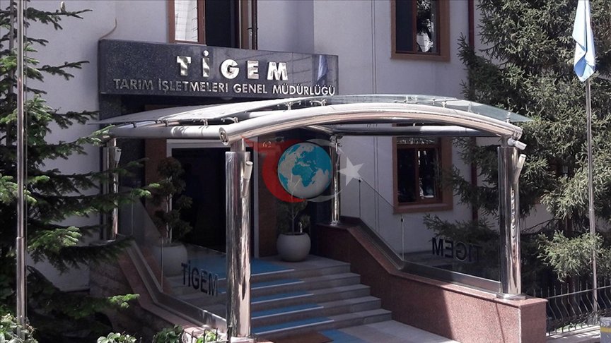 TİGEM Fıstık Çamı Kozalağı İhalesi Düzenleyecek