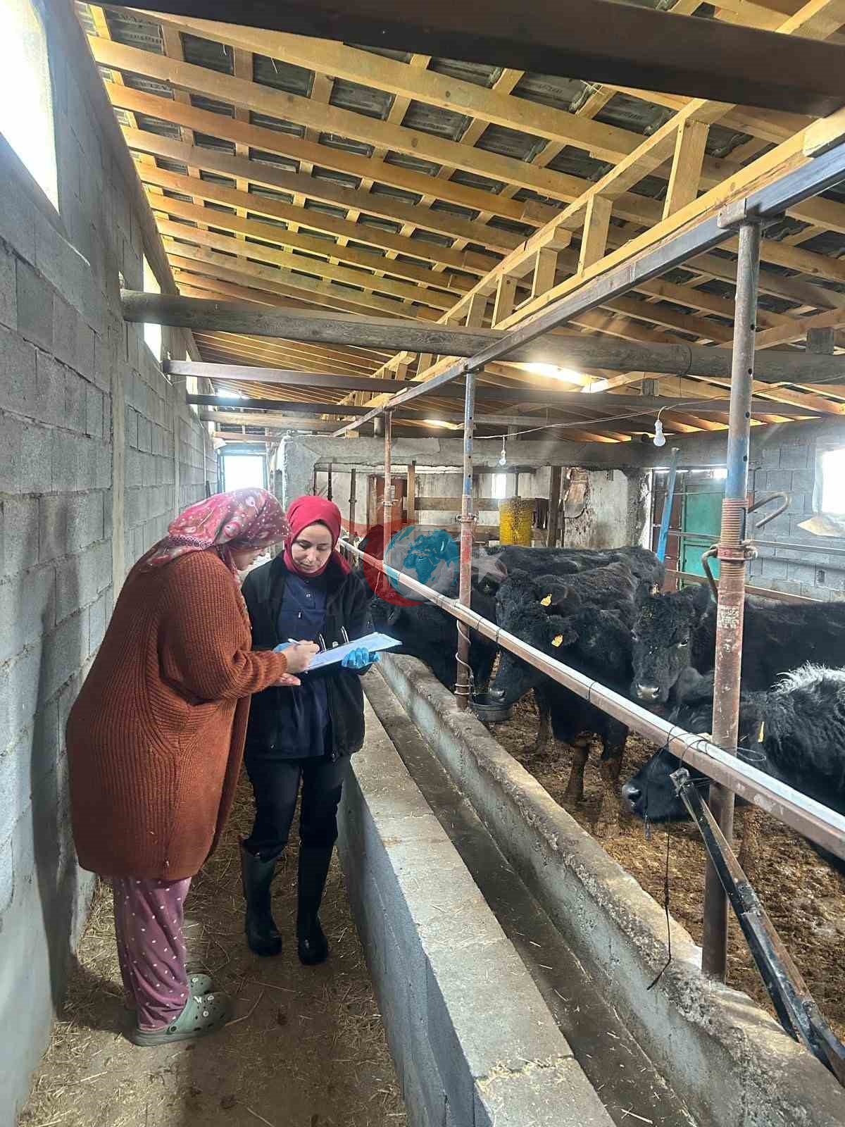 Çaycuma’da yeni doğan buzağılar kayıt altına alındı
