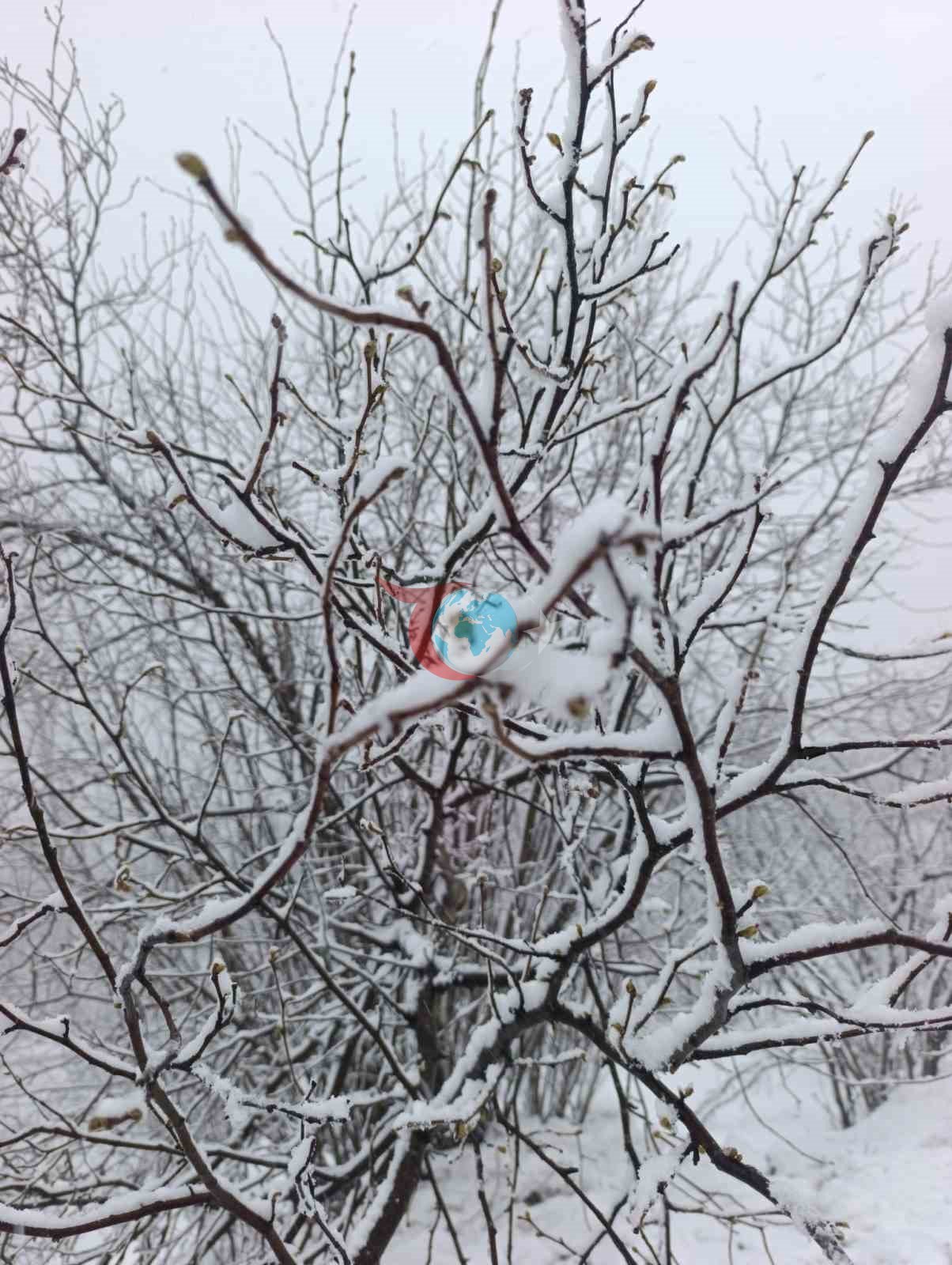 Kar altında kalan fındık bahçeleri, üreticileri tedirgin ediyor