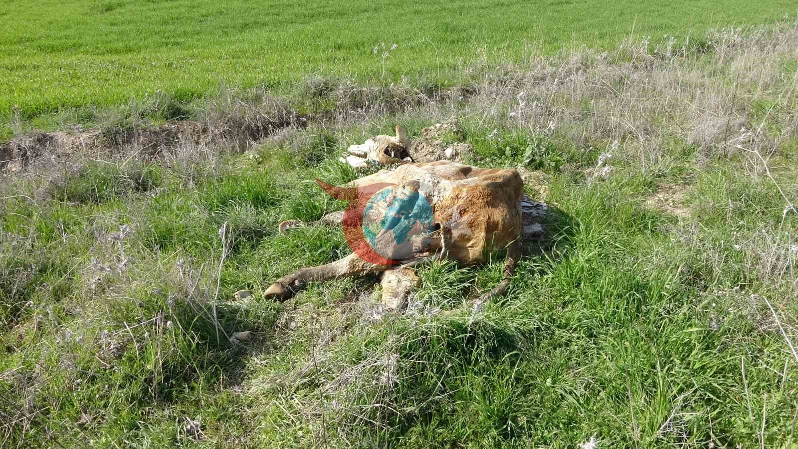 Baraj içerisine ve ulu orta atılan büyükbaş hayvan leşleri pes dedirtti
