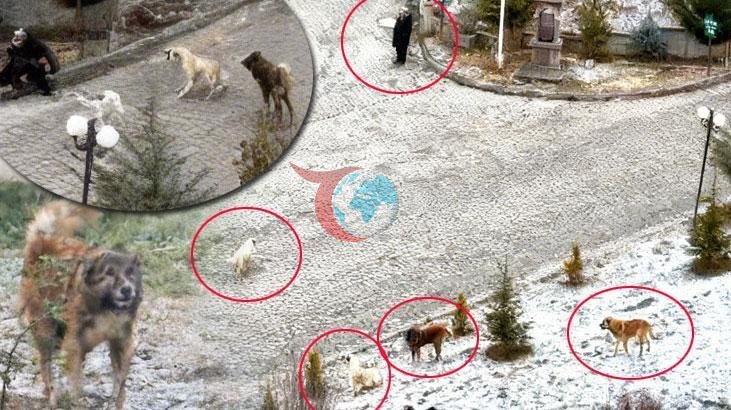 Budamış Mahallesi'nde Sokak Köpeklerinin Saldırısı: Vatandaşlar Tedirgin