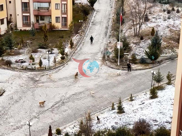 Sokak köpeklerinin dehşeti kamerada Sürü halinde saldırdılar