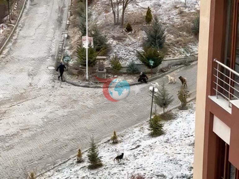 Sokak köpeklerinin dehşeti kamerada Sürü halinde saldırdılar