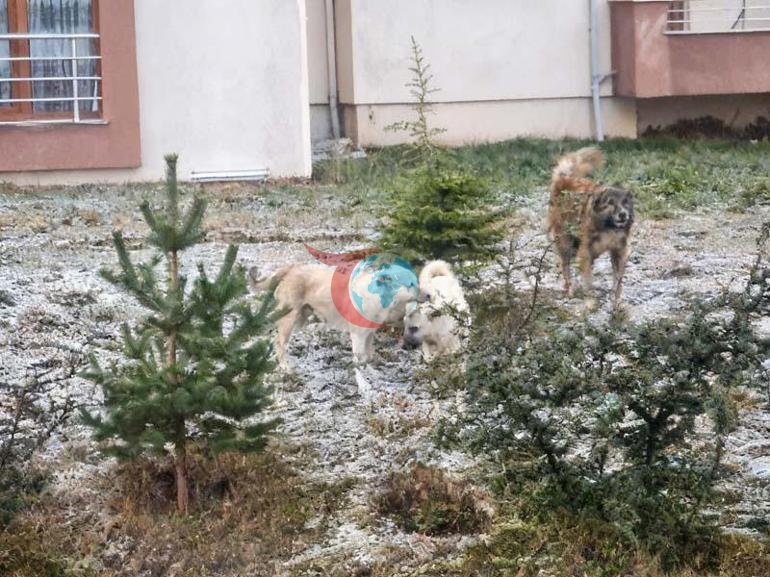 Sokak köpeklerinin dehşeti kamerada Sürü halinde saldırdılar
