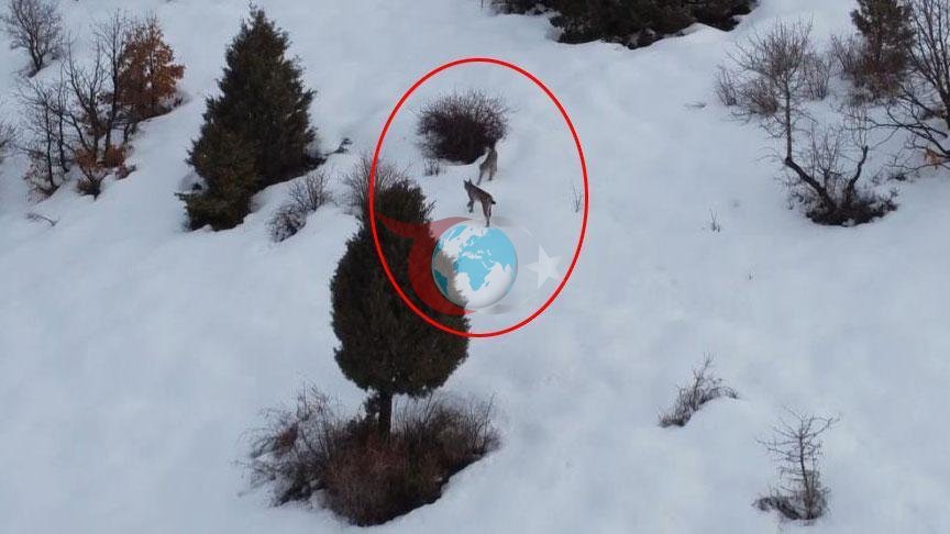 Erzincan'da Karlar Altında Vaşak Ailesi Görüntülendi