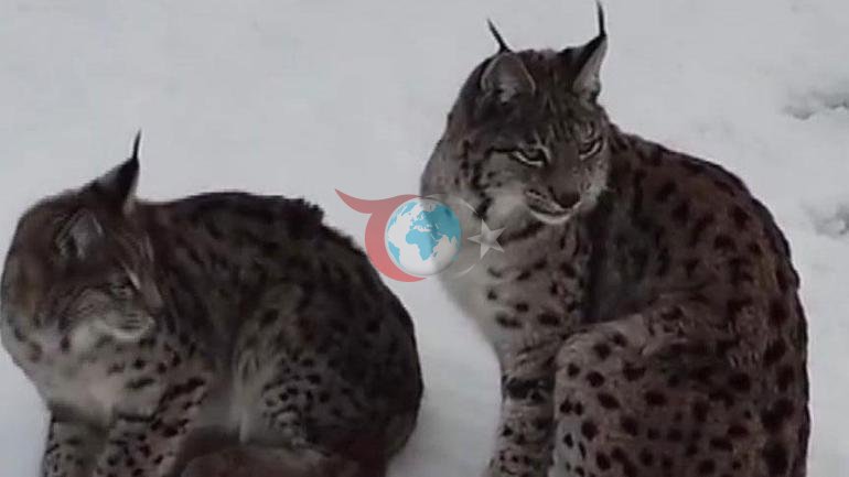 Kırmızı listede Erzincanda ortaya çıktılar: Karların içinde inanılmaz manzara