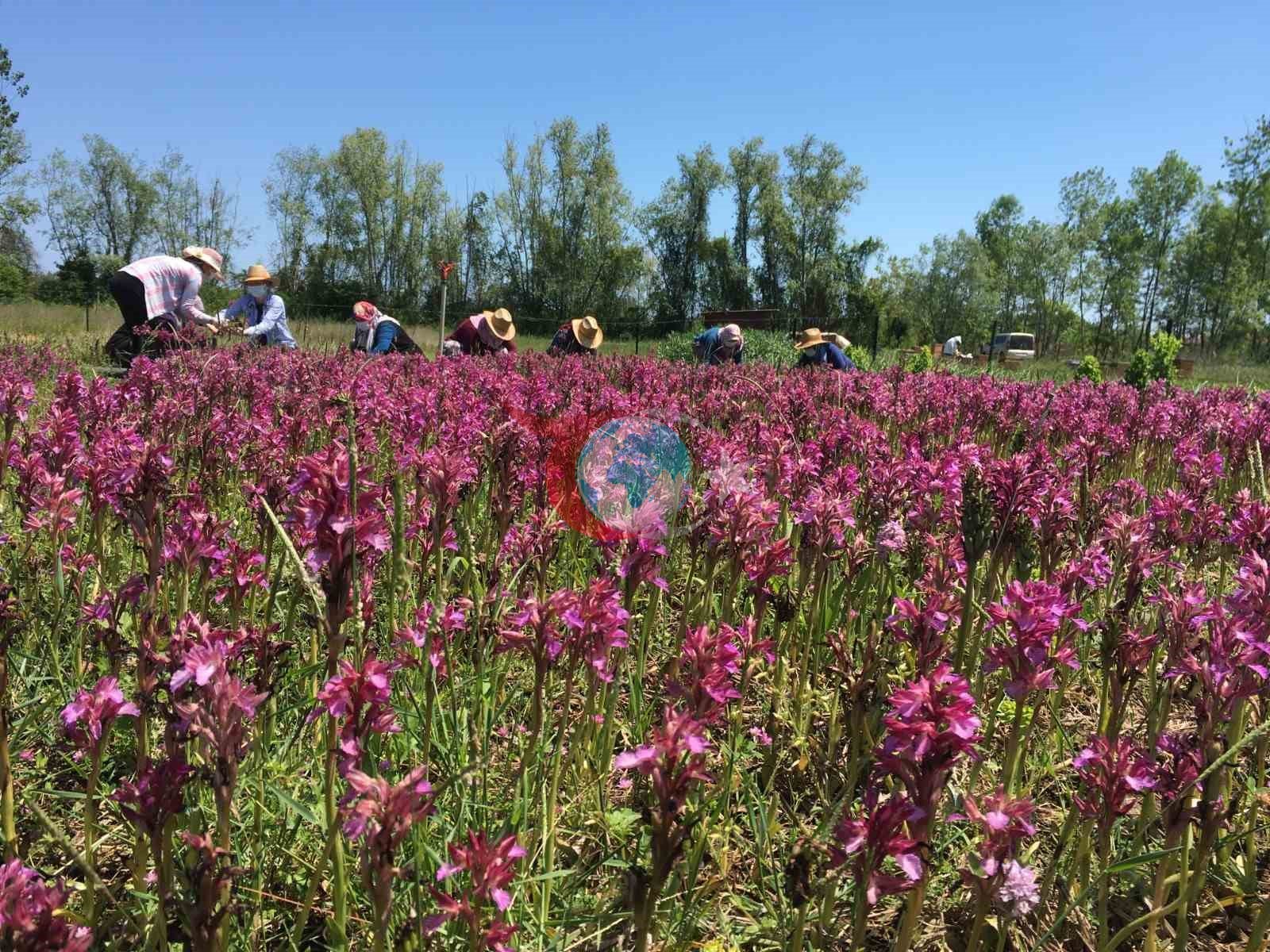 Nebiyan’ın lezzetleri tescil yolunda