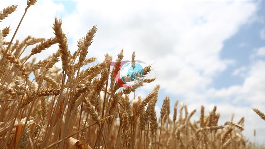 Milli tohum 'Hüseyinbey' ile buğday verim rekoru kırıldı