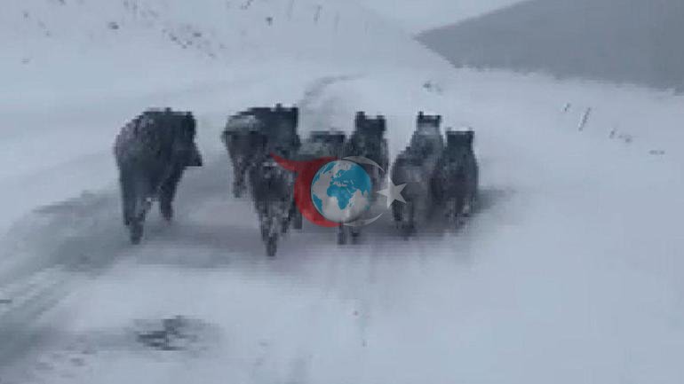 Kars’ta şoke eden olay Köye inen kurtlar tarafından alınıp götürüldü