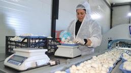 Devlet desteğiyle başladığı işte 60 ton üretim yapıyor: 'Bulunmaz bir nimet'