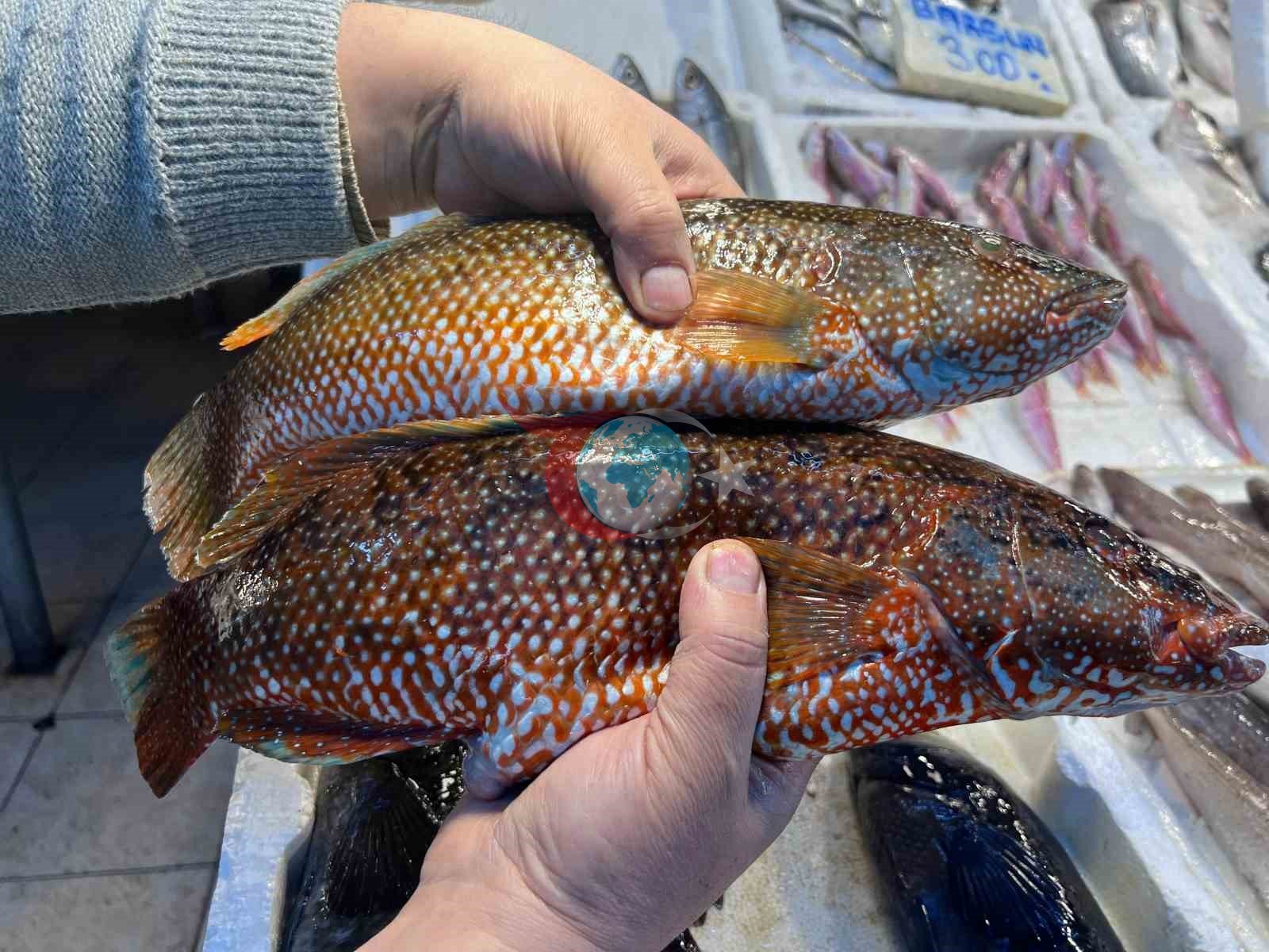 Hint Okyanusu’na özgü ‘portakal benekli lagos’ Mersin’de tezgaha çıktı