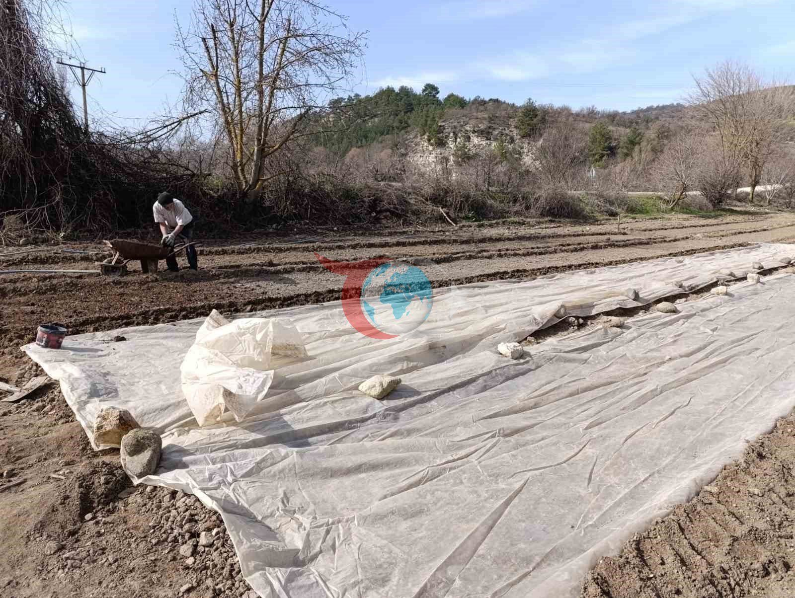 Selendi’de tütün üreticisinin zorlu mesaisi başladı