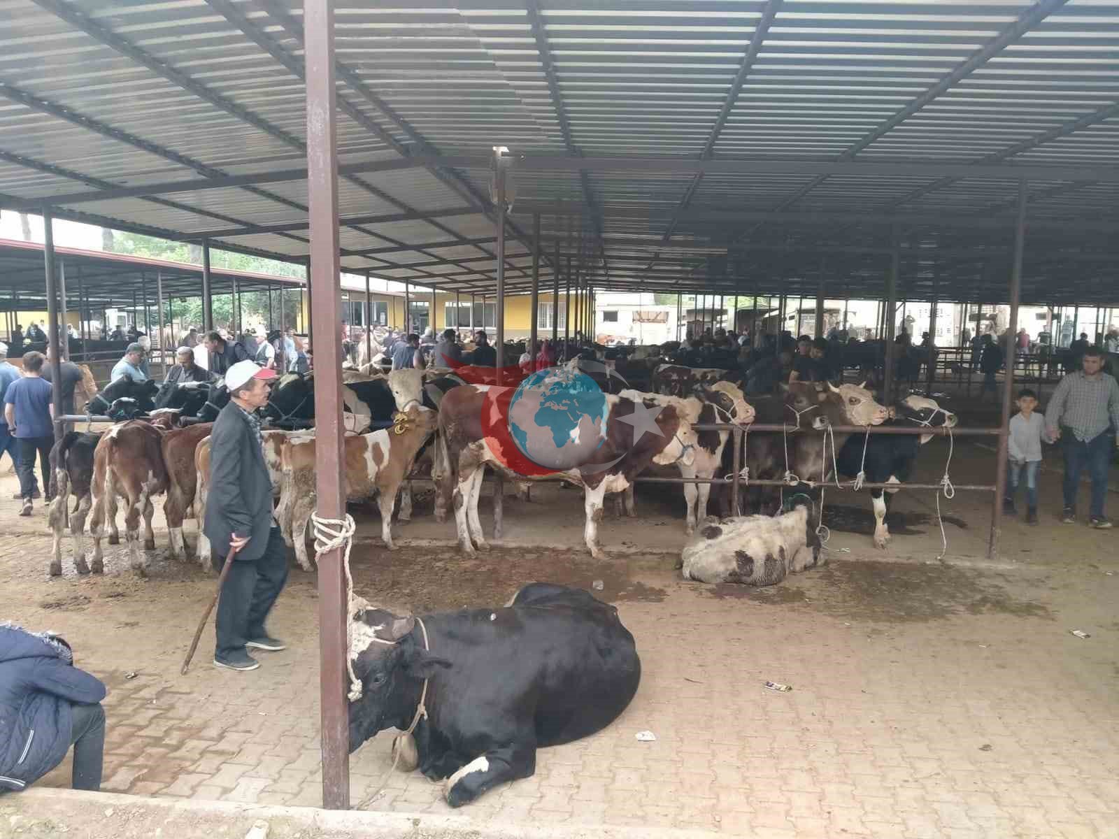 Aydın Hayvan Pazarlarında Yeni Düzen: Saat ve Kurallar Açıklandı