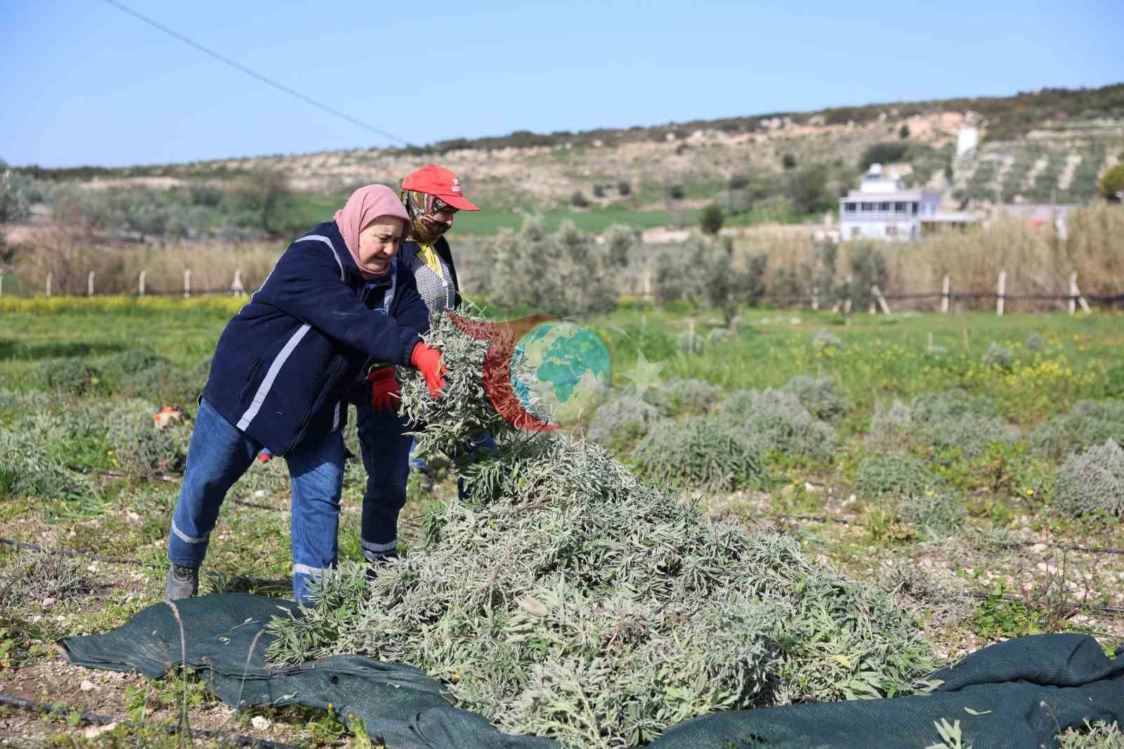 Didim’de ada çayı hasadı yapıldı