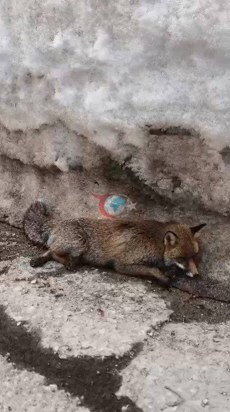 Uludağ’da tilkiye çarpan otomobil sürücüsü yaralı halde bırakıp kaçtı