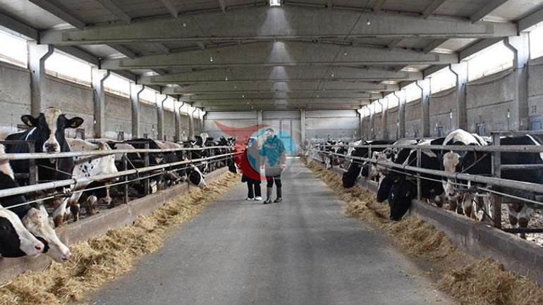 Ev hanımlığından patronluğa: Devlet destek verdi, 900 hayvanın bulunduğu çiftliğin sahibi oldu