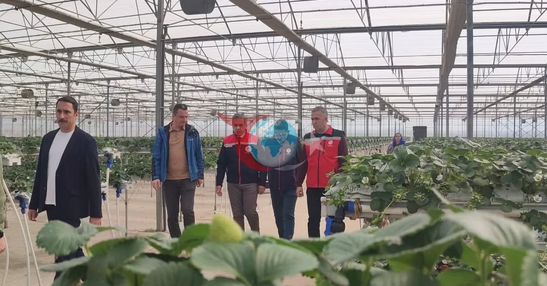 Aydฤฑnโda รงilek hasadฤฑ baลladฤฑ