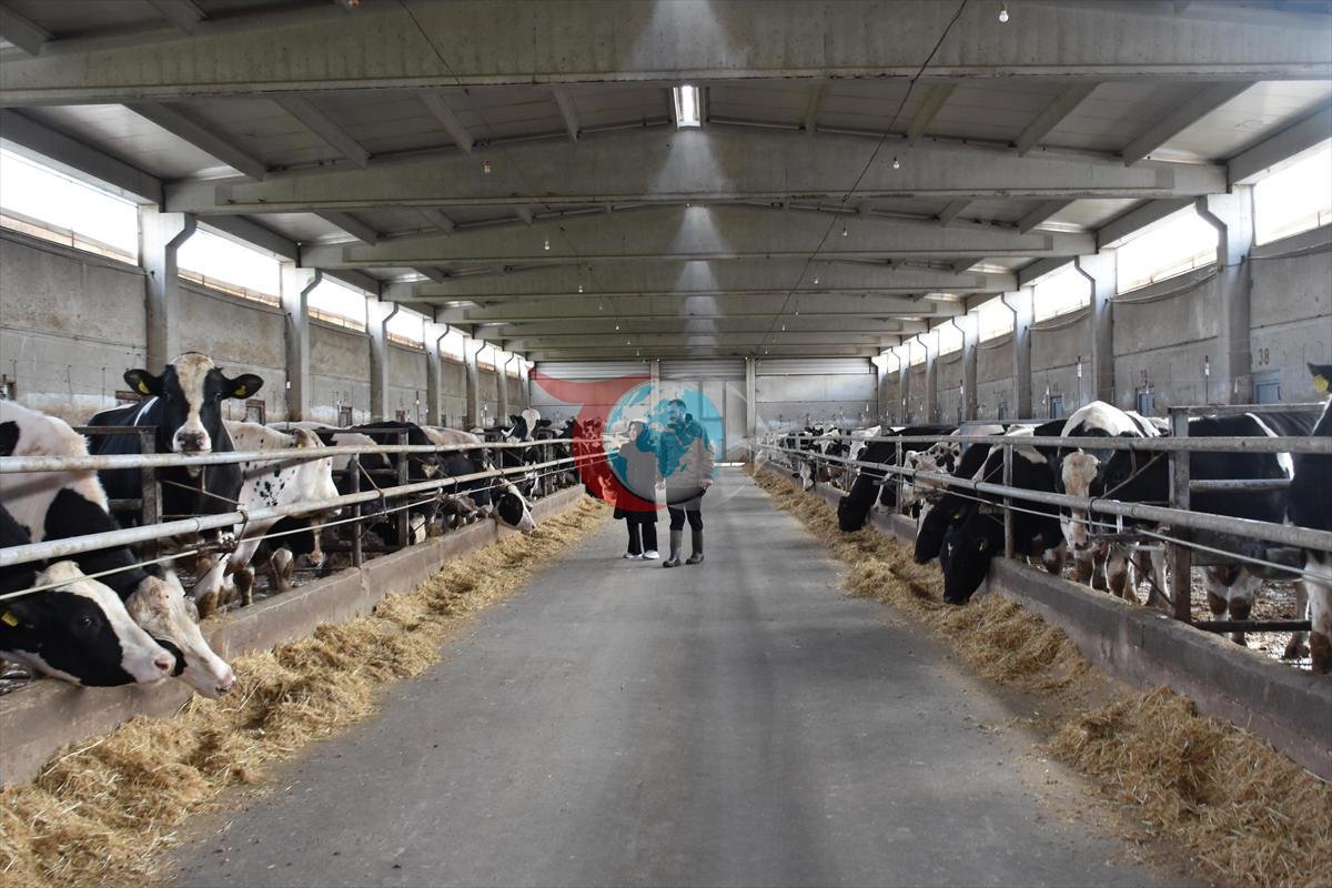 Ev hanımlığından dev çiftlik sahipliğine: 900 büyükbaşla çiftlik sahibi oldu