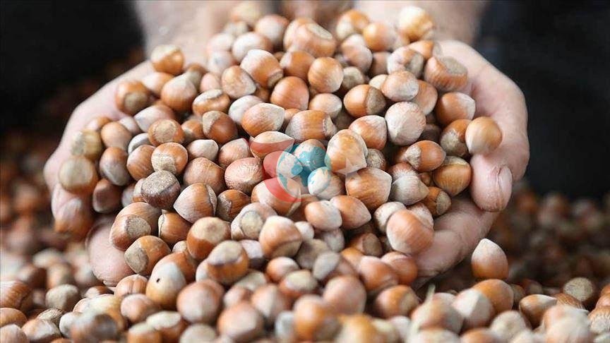 Karadeniz fındığı dünyayı sarıyor: 87 ülkeye 389 milyon dolarlık dev ihracat
