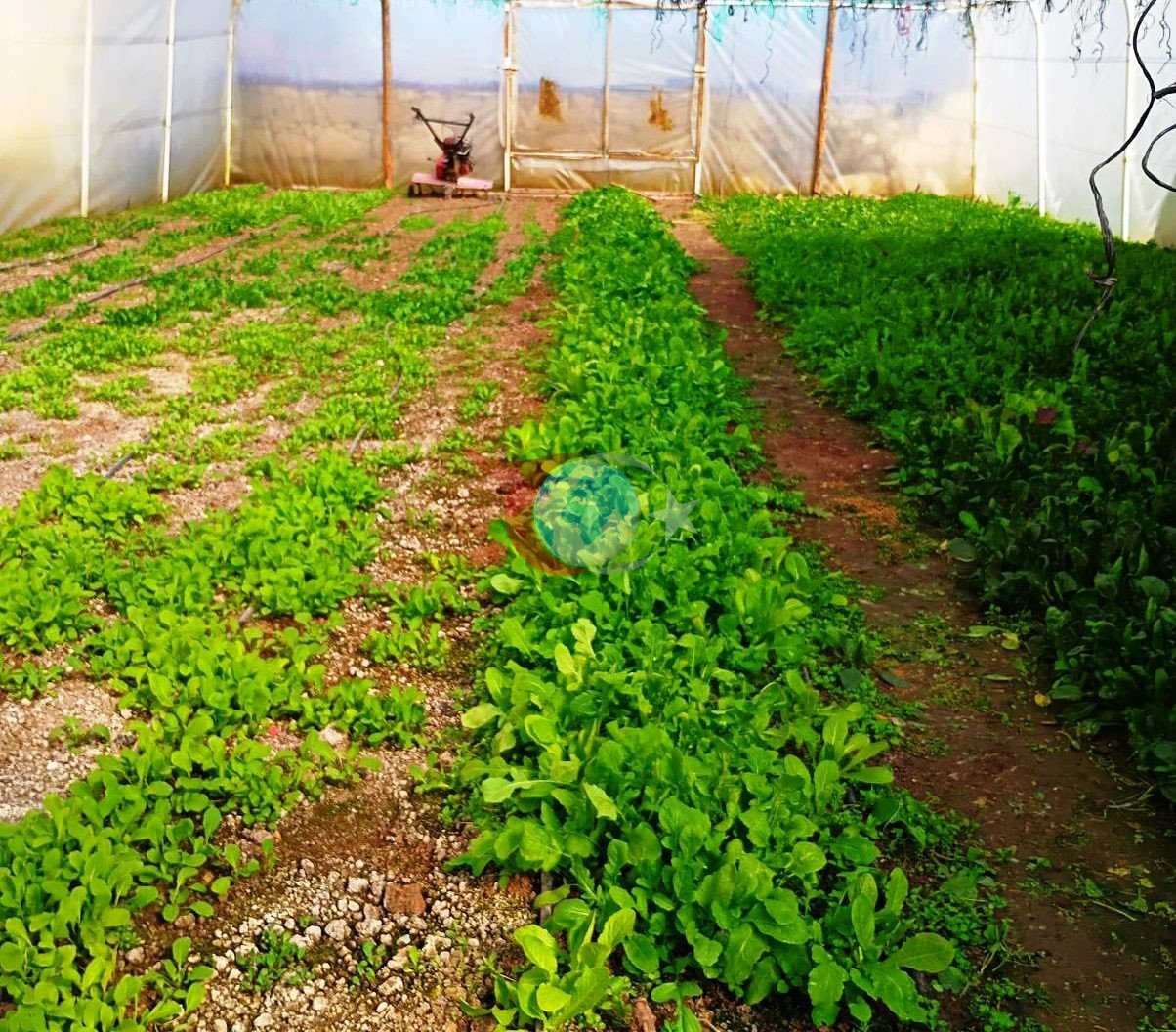 Tavşanlı&rsquo;da KOBÜKS kapsamında sera kontrolleri