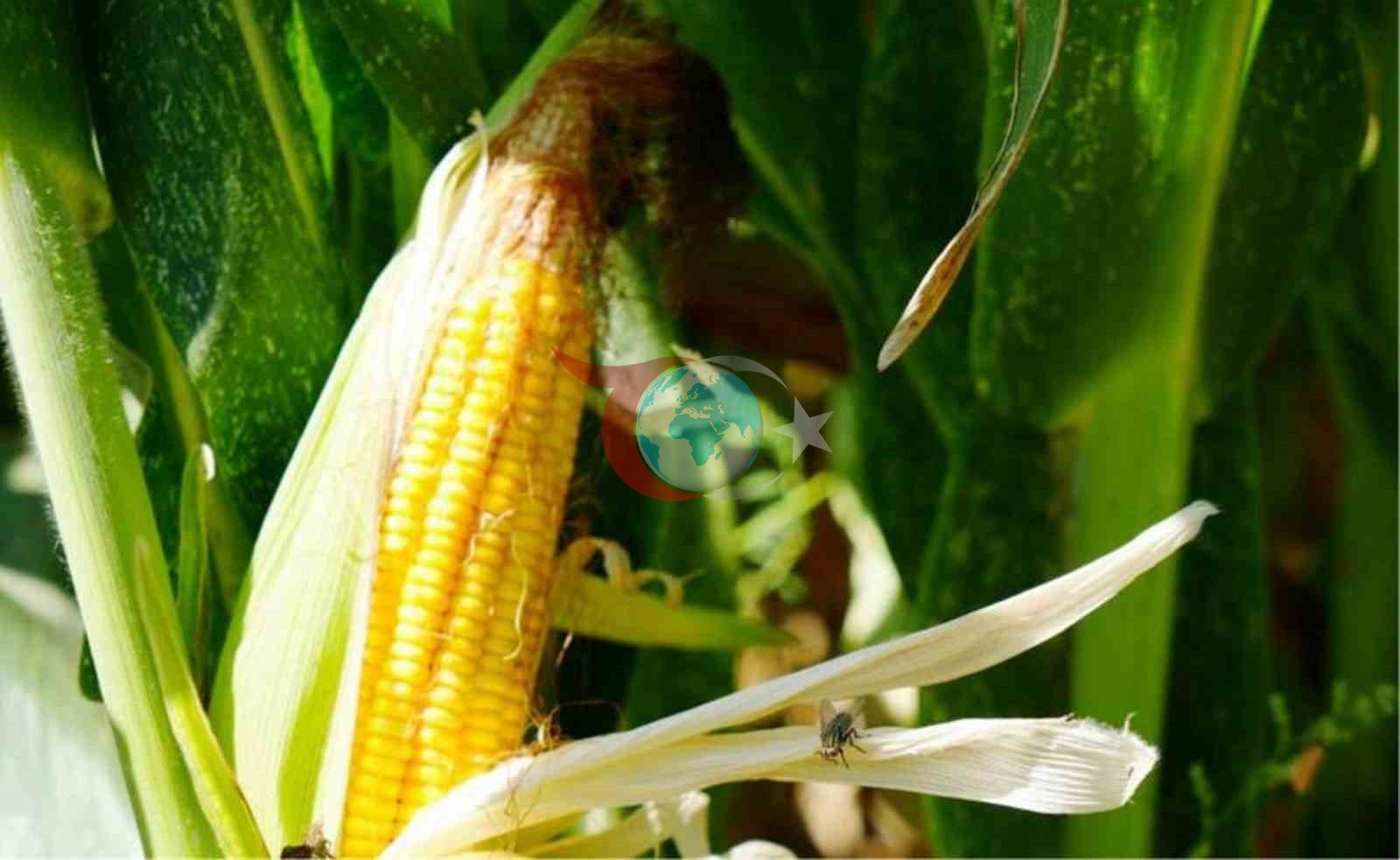 Türkiye’nin yem bitkisi ihtiyacını Samsun karşılıyor
