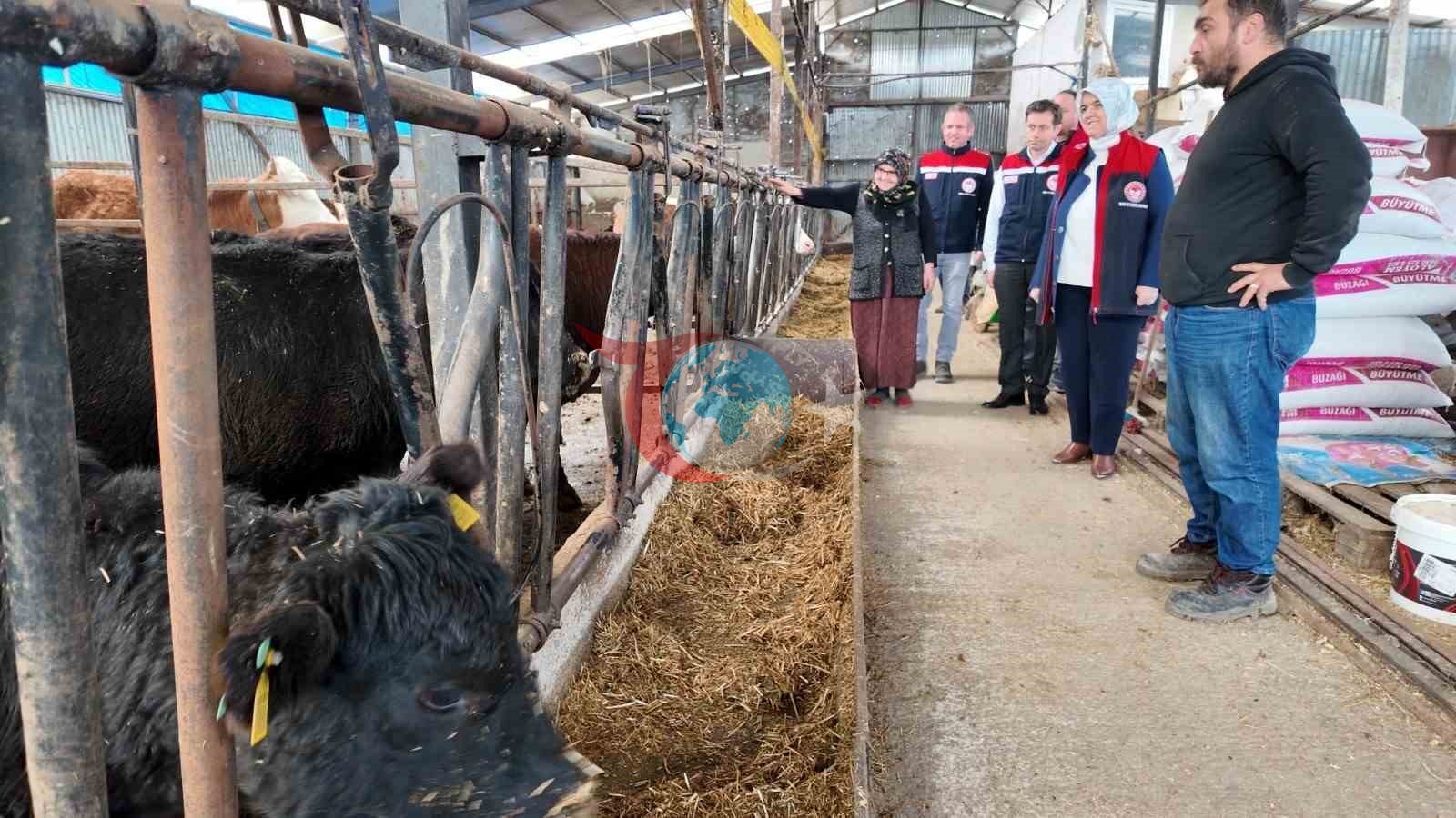 Düzce&rsquo;de kadın yetiştiriciye etçi ırk düve desteği