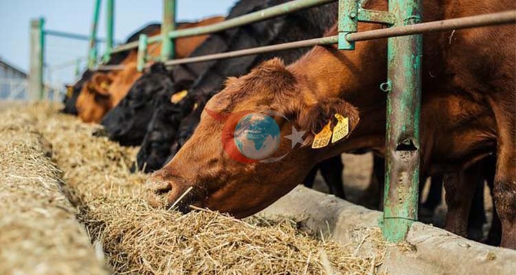 Yetiştirici Soruyor