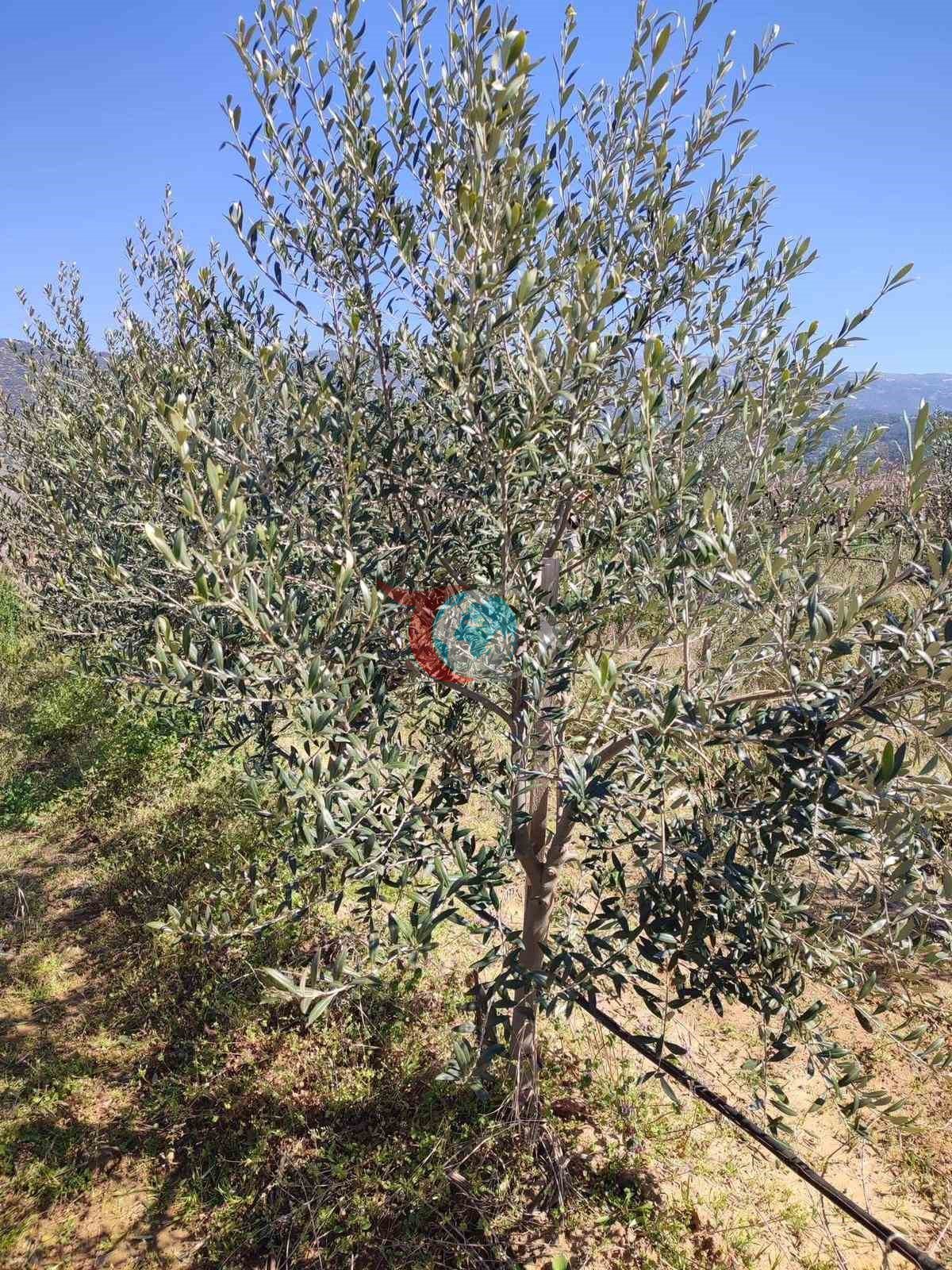 Sarıgöl’de ’bodur’ zeytin dönemi